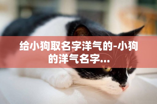 給小狗取名字洋氣的-小狗的洋氣名字...