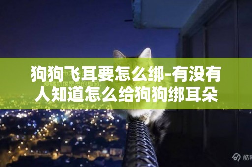 狗狗飛耳要怎么綁-有沒有人知道怎么給狗狗綁耳朵