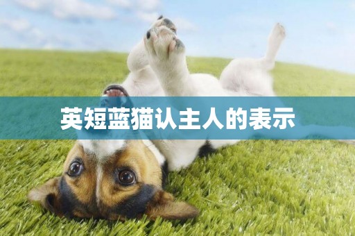 英短藍貓認主人的表示