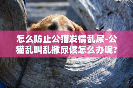 怎么防止公貓發情亂尿-公貓亂叫亂撒尿該怎么辦呢?