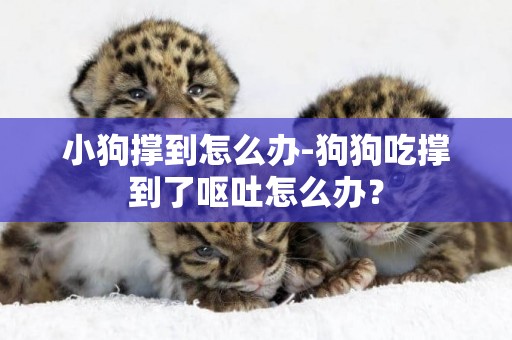 小狗撐到怎么辦-狗狗吃撐到了嘔吐怎么辦？