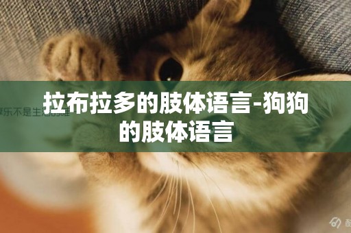 拉布拉多的肢體語言-狗狗的肢體語言