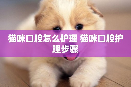 貓咪口腔怎么護理 貓咪口腔護理步驟