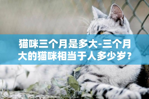 貓咪三個月是多大-三個月大的貓咪相當于人多少歲？