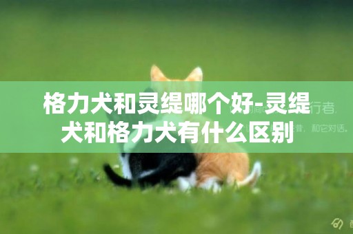 格力犬和靈緹哪個好-靈緹犬和格力犬有什么區別