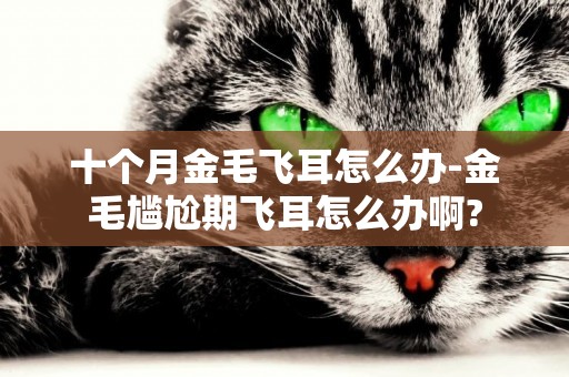 十個月金毛飛耳怎么辦-金毛尷尬期飛耳怎么辦啊?