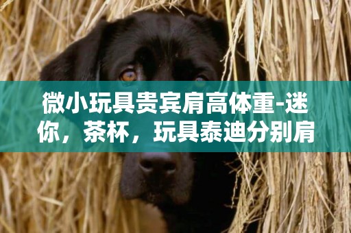 微小玩具貴賓肩高體重-迷你，茶杯，玩具泰迪分別肩高