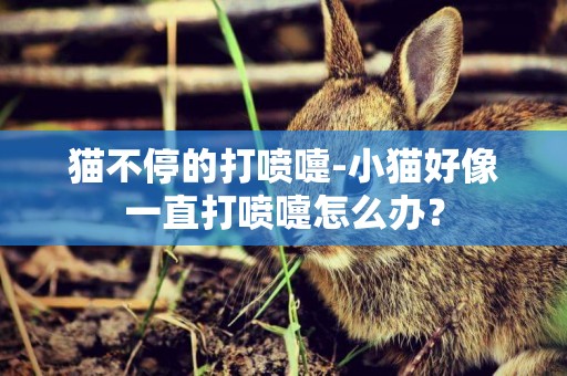 貓不停的打噴嚏-小貓好像一直打噴嚏怎么辦？