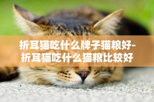 折耳貓吃什么牌子貓糧好-折耳貓吃什么貓糧比較好