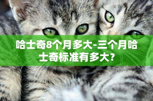 哈士奇8個月多大-三個月哈士奇標準有多大？