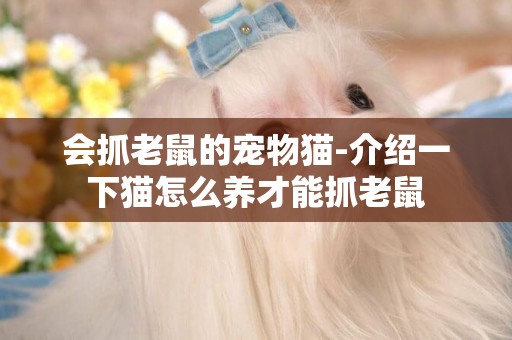 會抓老鼠的寵物貓-介紹一下貓怎么養才能抓老鼠