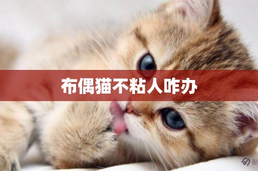 布偶貓不粘人咋辦