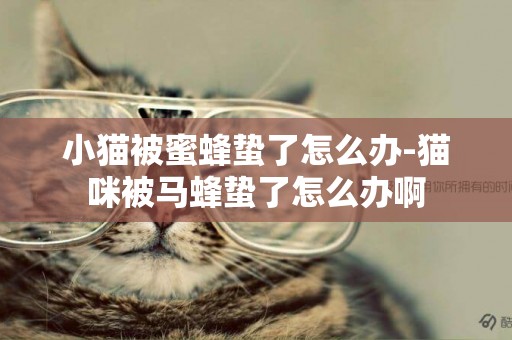 小貓被蜜蜂蟄了怎么辦-貓咪被馬蜂蟄了怎么辦啊
