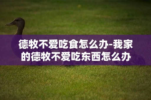德牧不愛吃食怎么辦-我家的德牧不愛吃東西怎么辦