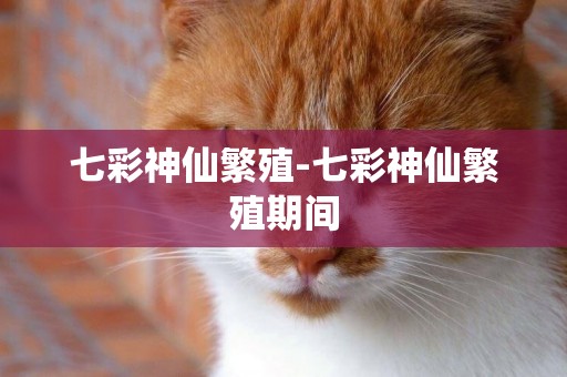 七彩神仙繁殖-七彩神仙繁殖期間