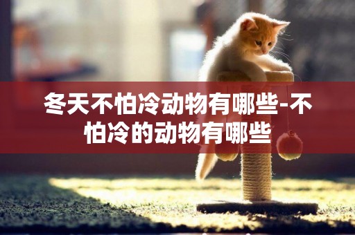 冬天不怕冷動物有哪些-不怕冷的動物有哪些