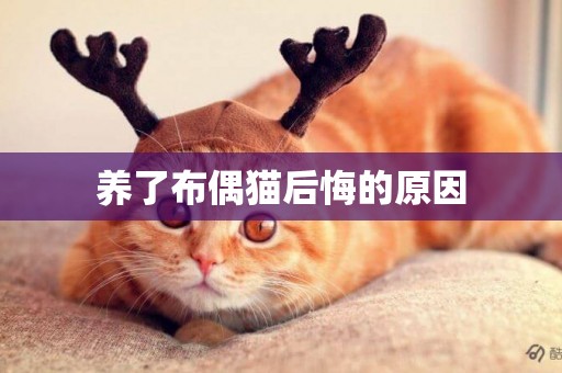 養了布偶貓后悔的原因