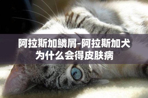 阿拉斯加鱗屑-阿拉斯加犬為什么會得皮膚病