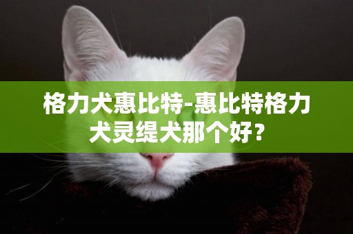 格力犬惠比特-惠比特格力犬靈緹犬那個好？
