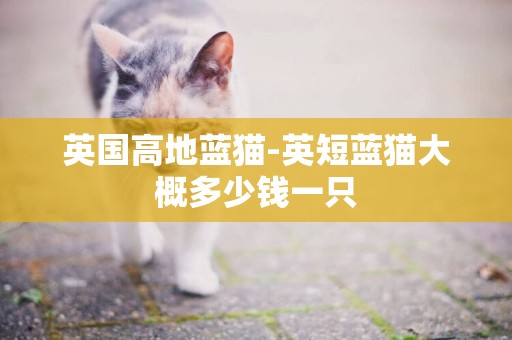 英國高地藍貓-英短藍貓大概多少錢一只