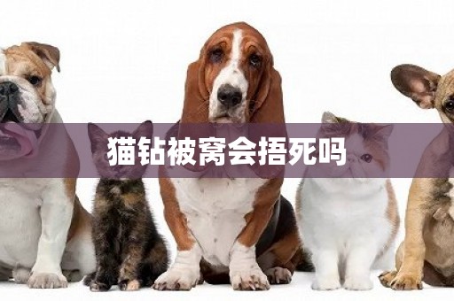 貓鉆被窩會捂死嗎