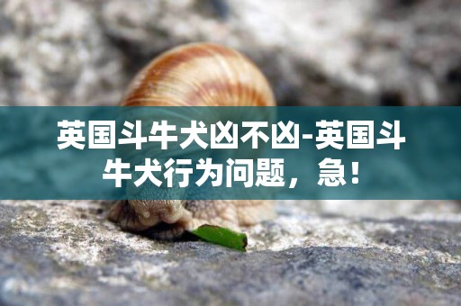 英國斗牛犬兇不兇-英國斗牛犬行為問題，急！