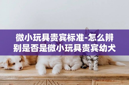 微小玩具貴賓標準-怎么辨別是否是微小玩具貴賓幼犬？