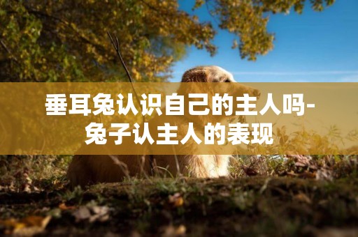 垂耳兔認識自己的主人嗎-兔子認主人的表現