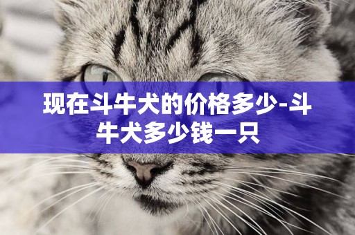 現在斗牛犬的價格多少-斗牛犬多少錢一只