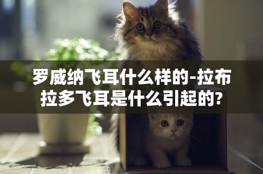 羅威納飛耳什么樣的-拉布拉多飛耳是什么引起的?