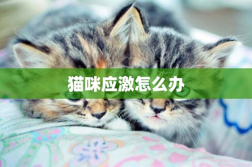 貓咪應激怎么辦