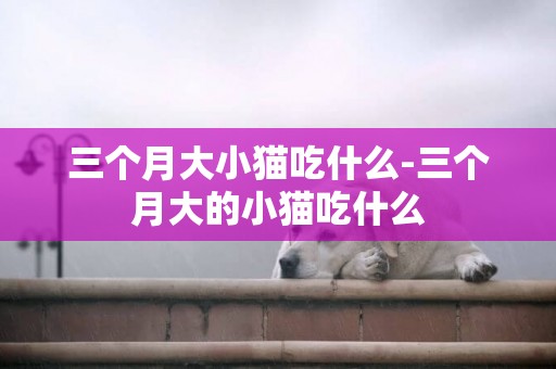 三個月大小貓吃什么-三個月大的小貓吃什么