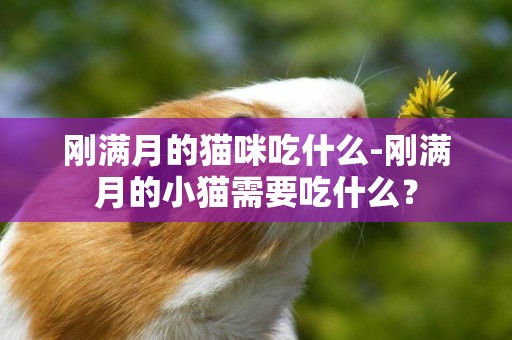 剛滿月的貓咪吃什么-剛滿月的小貓需要吃什么？