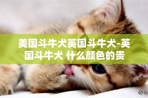 美國斗牛犬英國斗牛犬-英國斗牛犬 什么顏色的貴