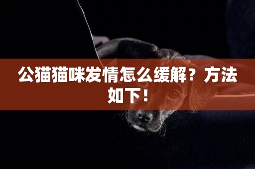 公貓貓咪發情怎么緩解?方法如下! 公貓貓咪發情怎么緩解?方法如下!
