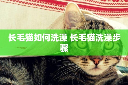 長毛貓如何洗澡 長毛貓洗澡步驟
