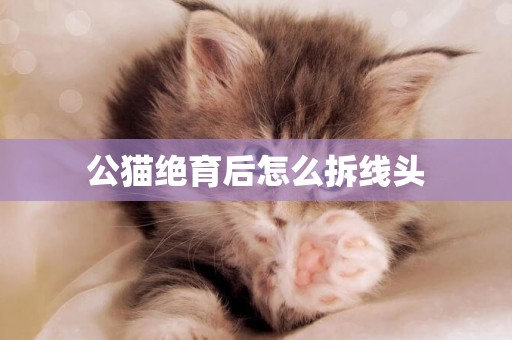 公貓絕育后怎么拆線頭