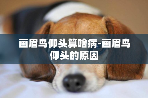 畫眉鳥仰頭算啥病-畫眉鳥仰頭的原因