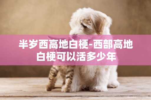 半歲西高地白梗-西部高地白梗可以活多少年