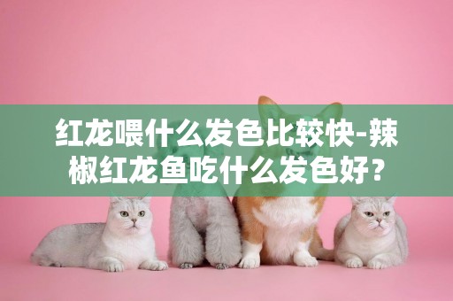 紅龍喂什么發色比較快-辣椒紅龍魚吃什么發色好？