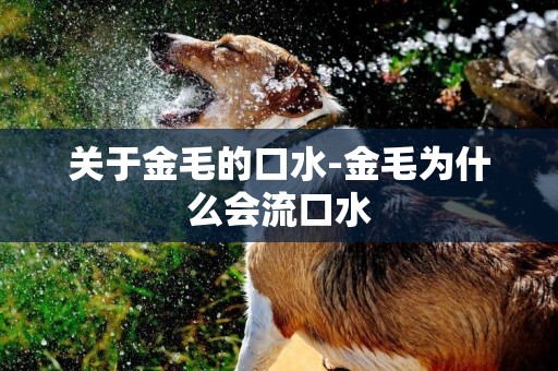 關于金毛的口水-金毛為什么會流口水