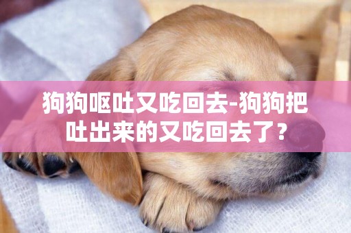 狗狗嘔吐又吃回去-狗狗把吐出來的又吃回去了？