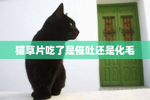 貓草片吃了是催吐還是化毛