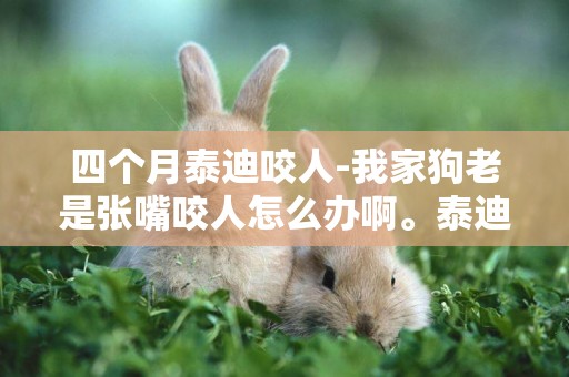 四個月泰迪咬人-我家狗老是張嘴咬人怎么辦啊。泰迪才四個月