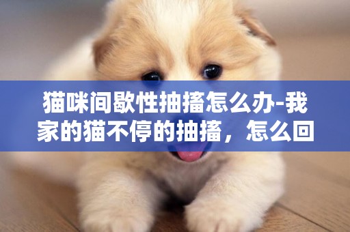 貓咪間歇性抽搐怎么辦-我家的貓不停的抽搐，怎么回事