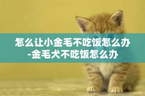 怎么讓小金毛不吃飯怎么辦-金毛犬不吃飯怎么辦
