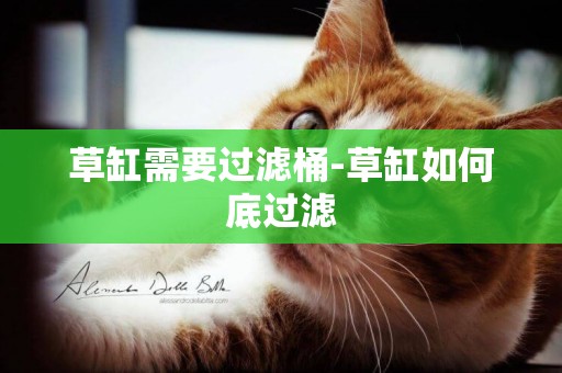 草缸需要過濾桶-草缸如何底過濾