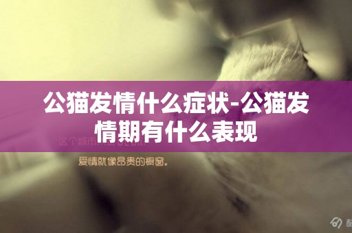公貓發情什么癥狀-公貓發情期有什么表現
