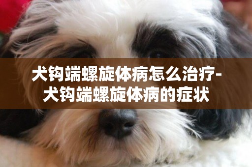 犬鉤端螺旋體病怎么治療-犬鉤端螺旋體病的癥狀