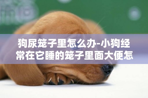 狗尿籠子里怎么辦-小狗經常在它睡的籠子里面大便怎么辦？？？